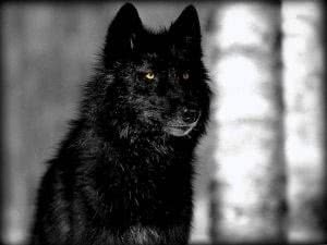 Black Wolf HD Wallpaper 1080p Image 1