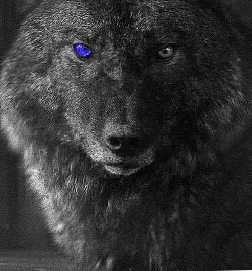 black wolf with blue eyes wallpaper background image 2
