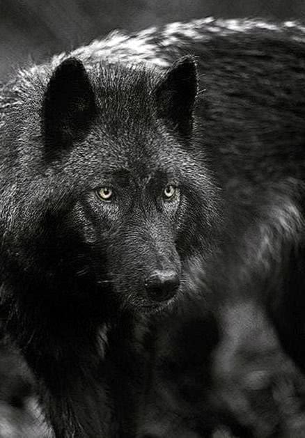 Black Wolf Wallpapers iPhone 5 - Wolf-Wallpapers.pro