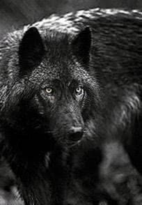 Wolf Dog Wallpapers iPhone