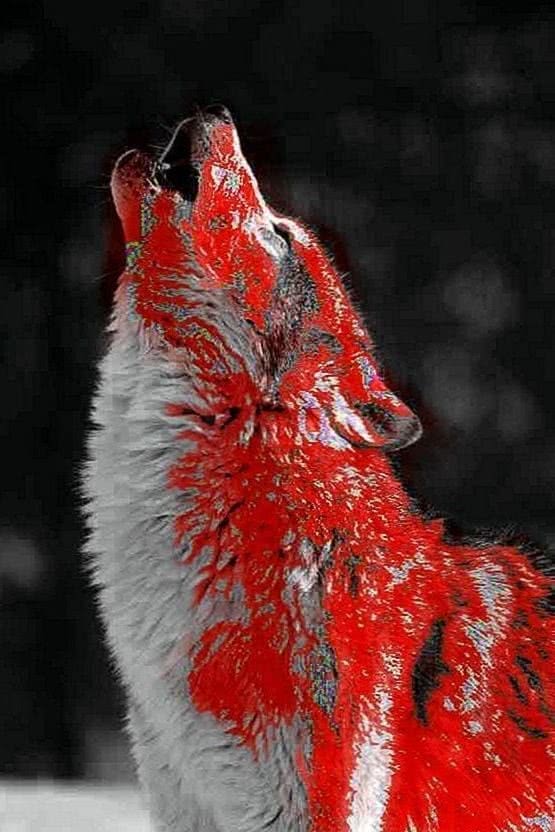 Bloody Wolf Wallpapers
