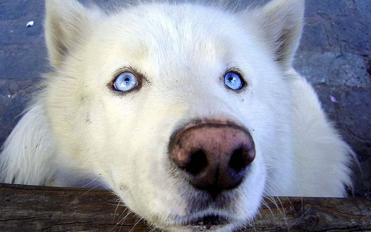 wolves wallpaper blue eyes background image 4
