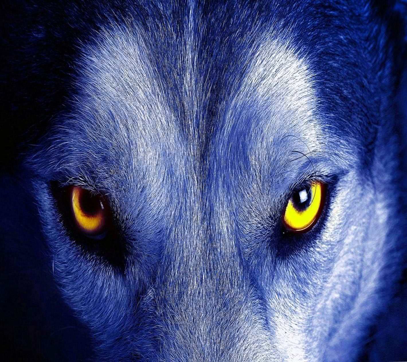 Blue Eyed Wolf HD Wallpapers
