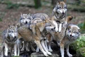 Pack Of Wolves Wallpaper Image 1
