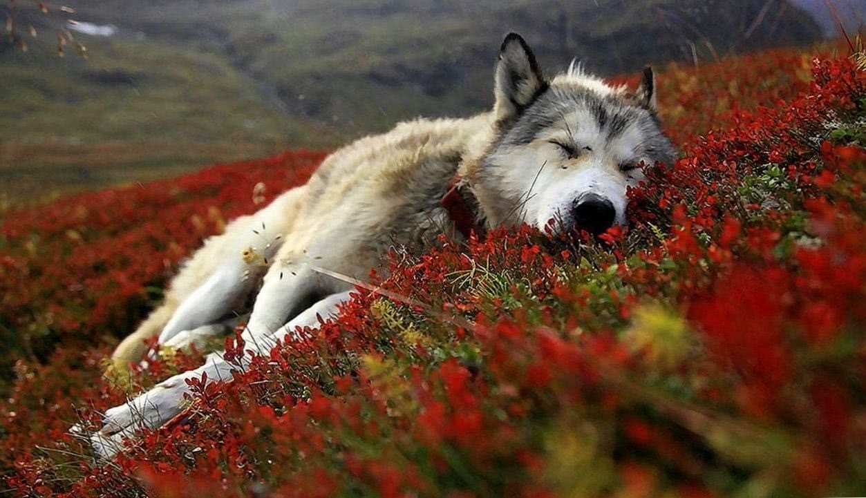 Wolf Wallpapers Flower