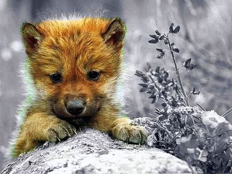 Cute Wolf Pup Wallpapers