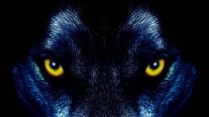 Cool Black Wolf Wallpapers 4K