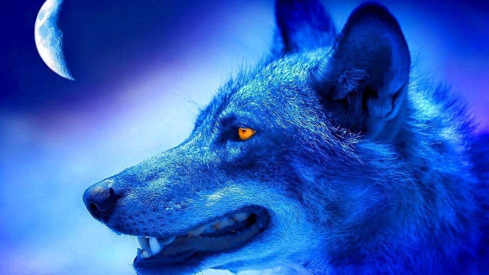 Cool Blue Wolf Wallpaper Image 13
