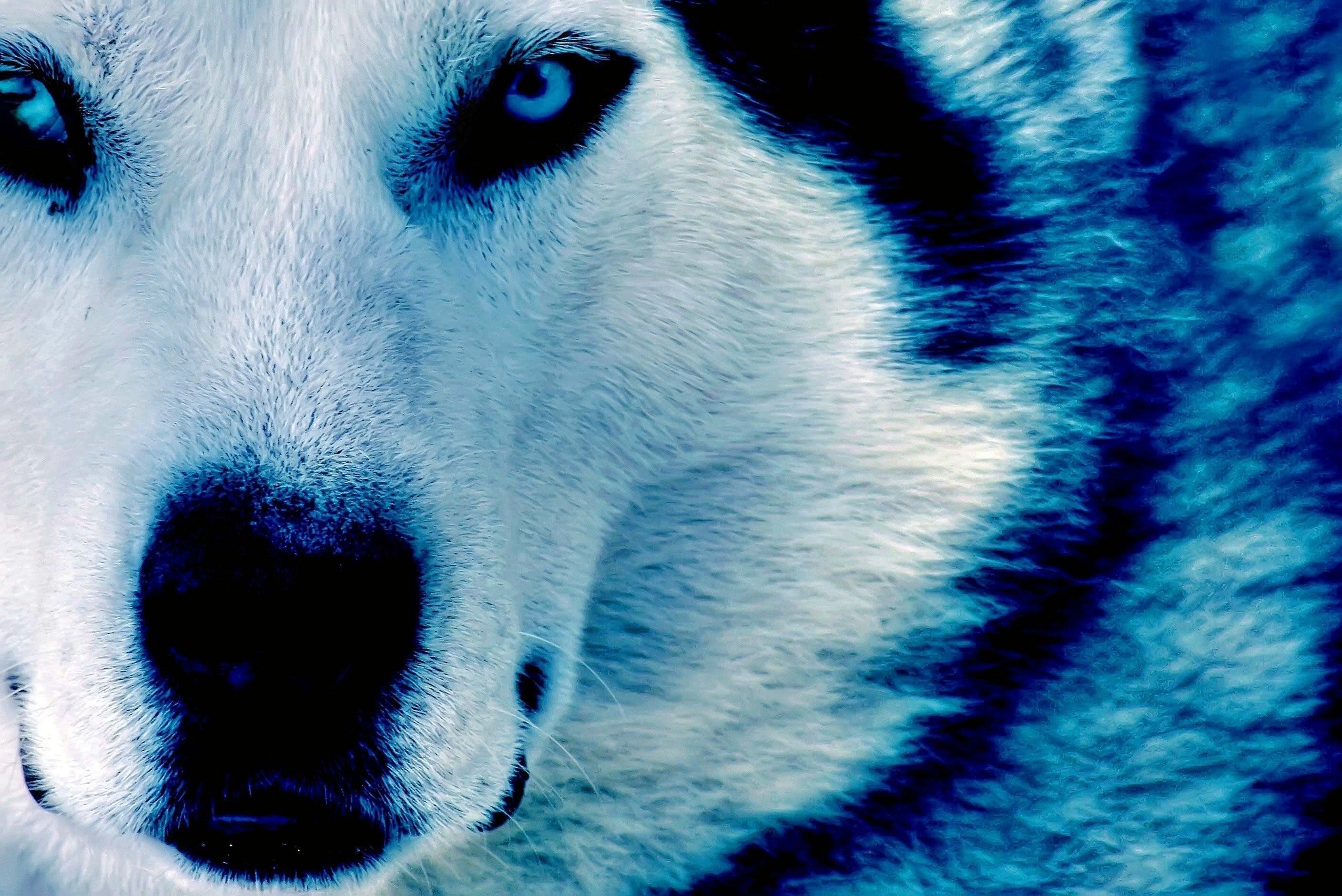 Cool Blue Wolf Wallpaper Image 14