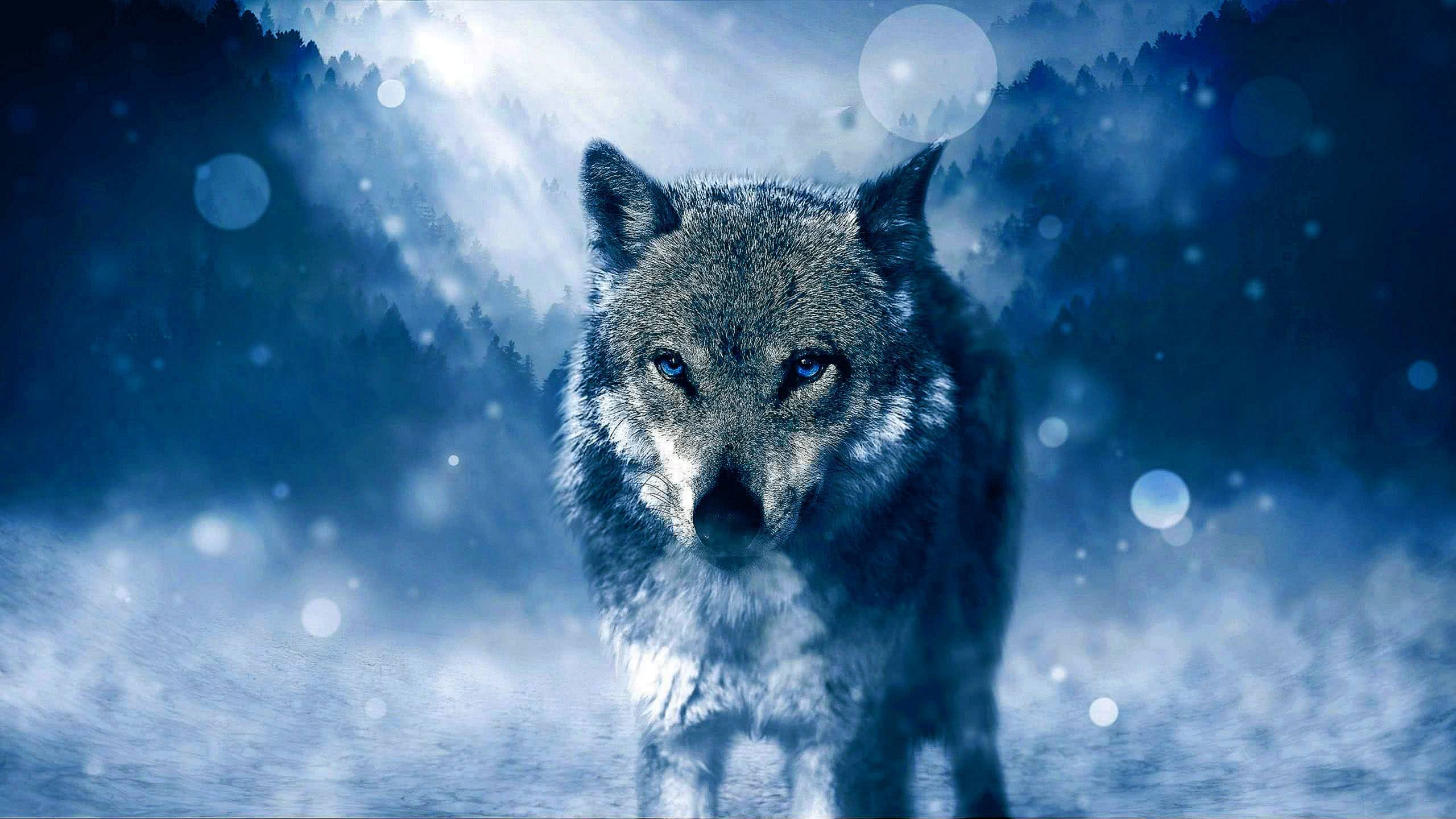 Cool Blue Wolf Wallpaper Image 40