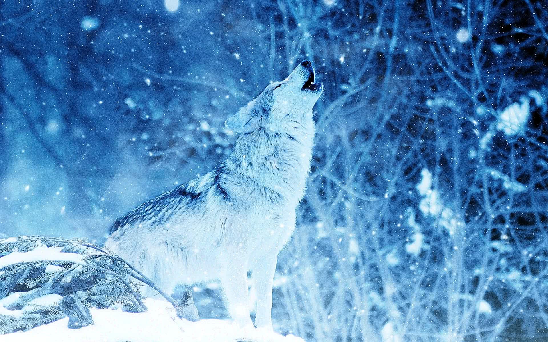 Cool Blue Wolf Wallpaper Image 41