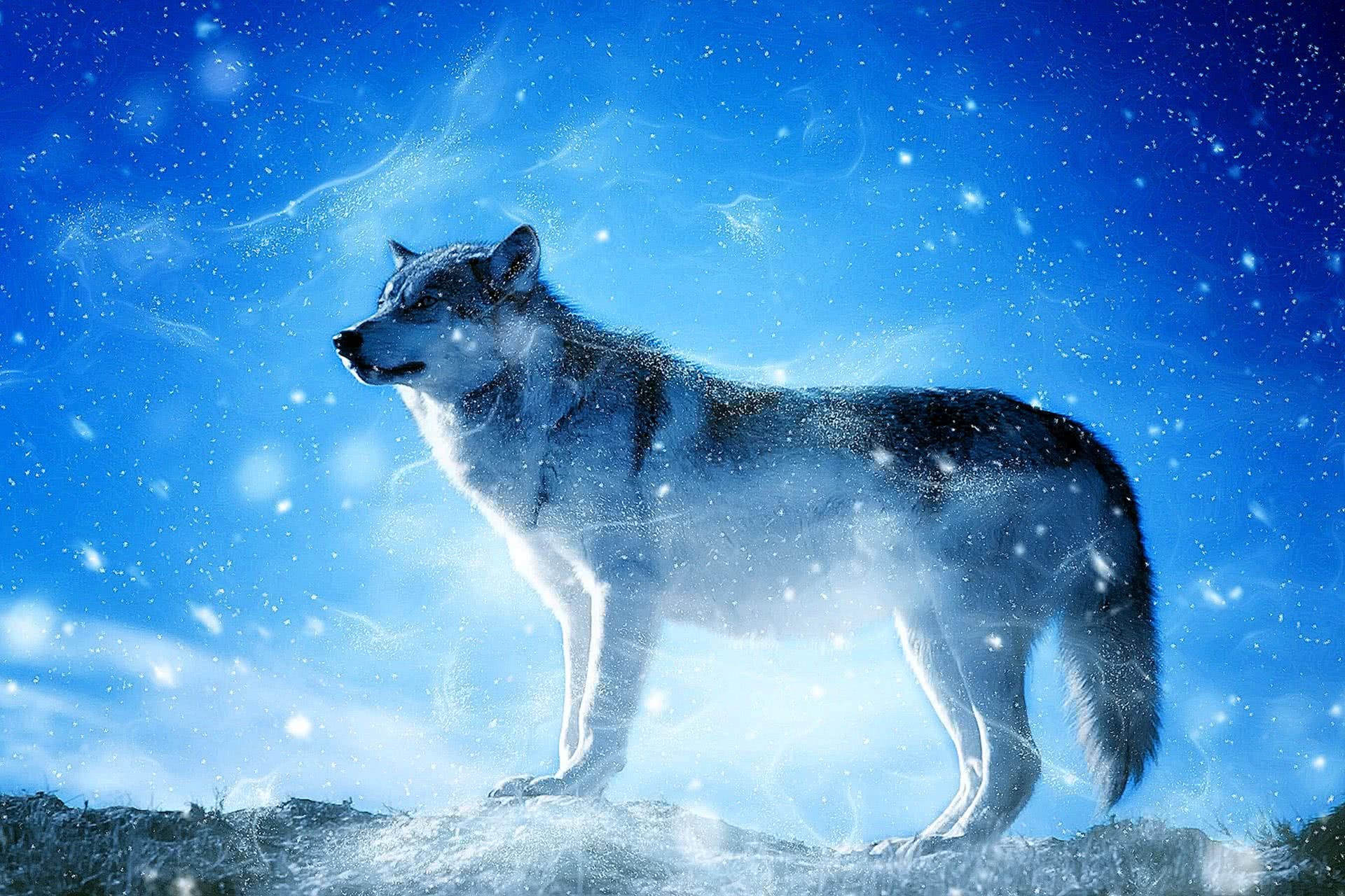 Cool Blue Wolf Wallpaper Image 43