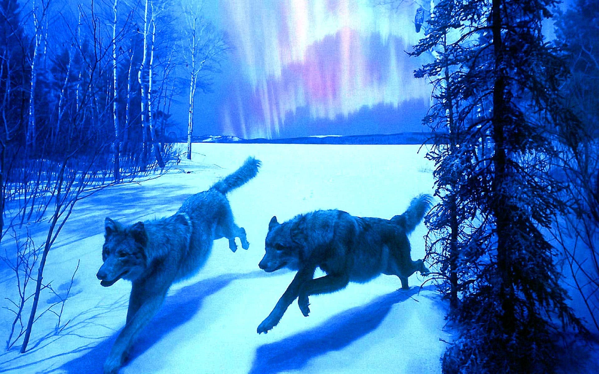 Cool Blue Wolf Wallpaper Image 46