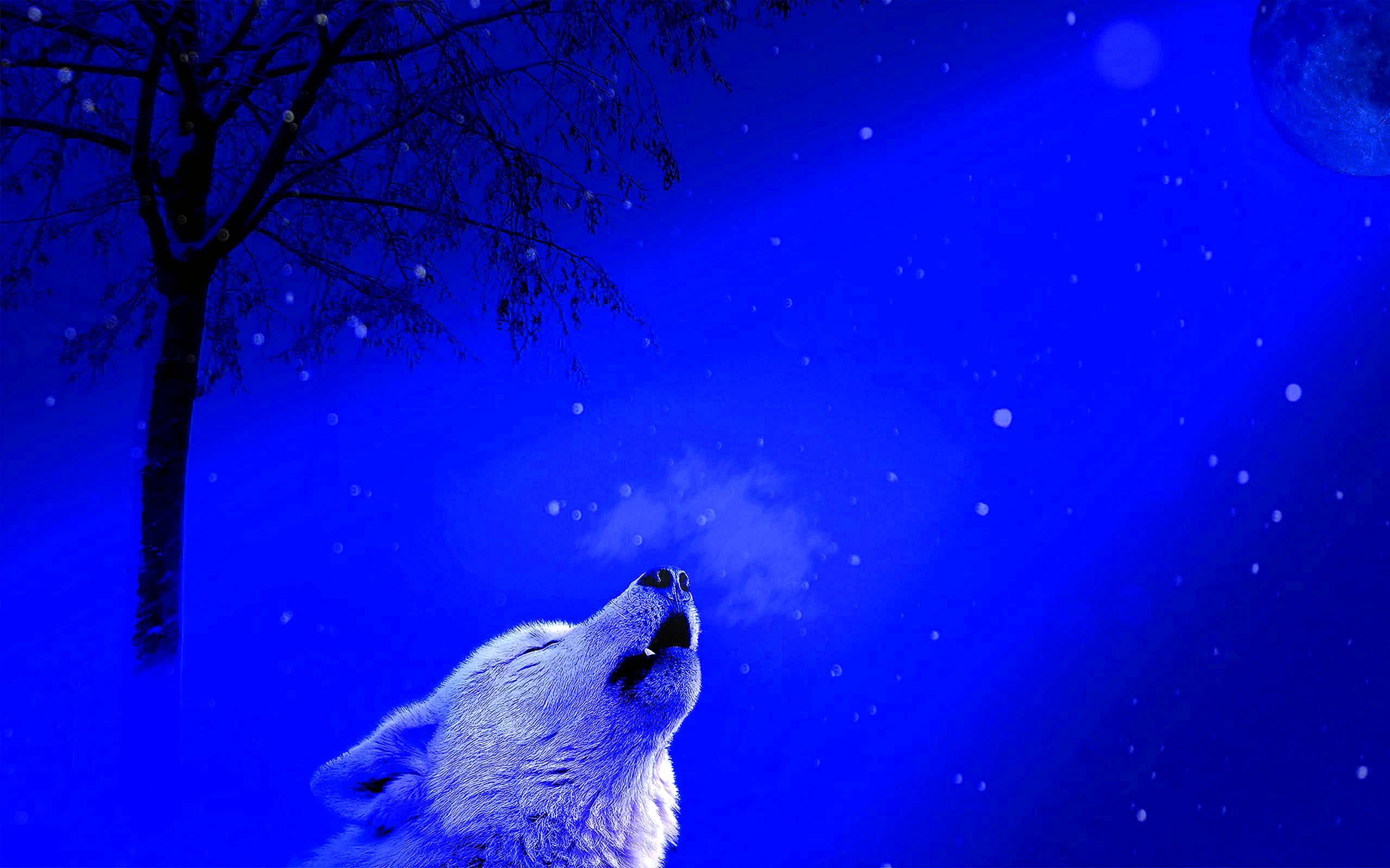 Cool Blue Wolf Wallpaper Image 50