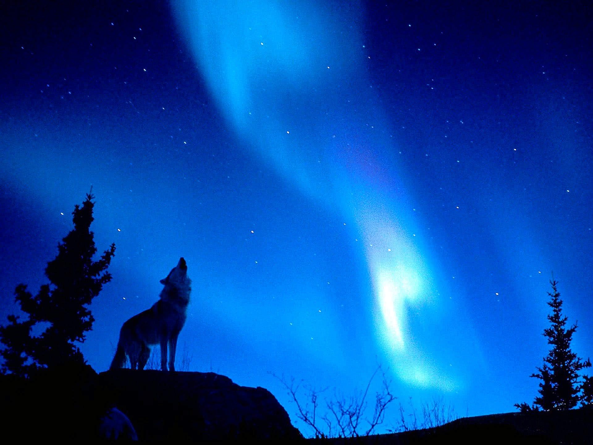 Cool Blue Wolf Wallpaper Image 53