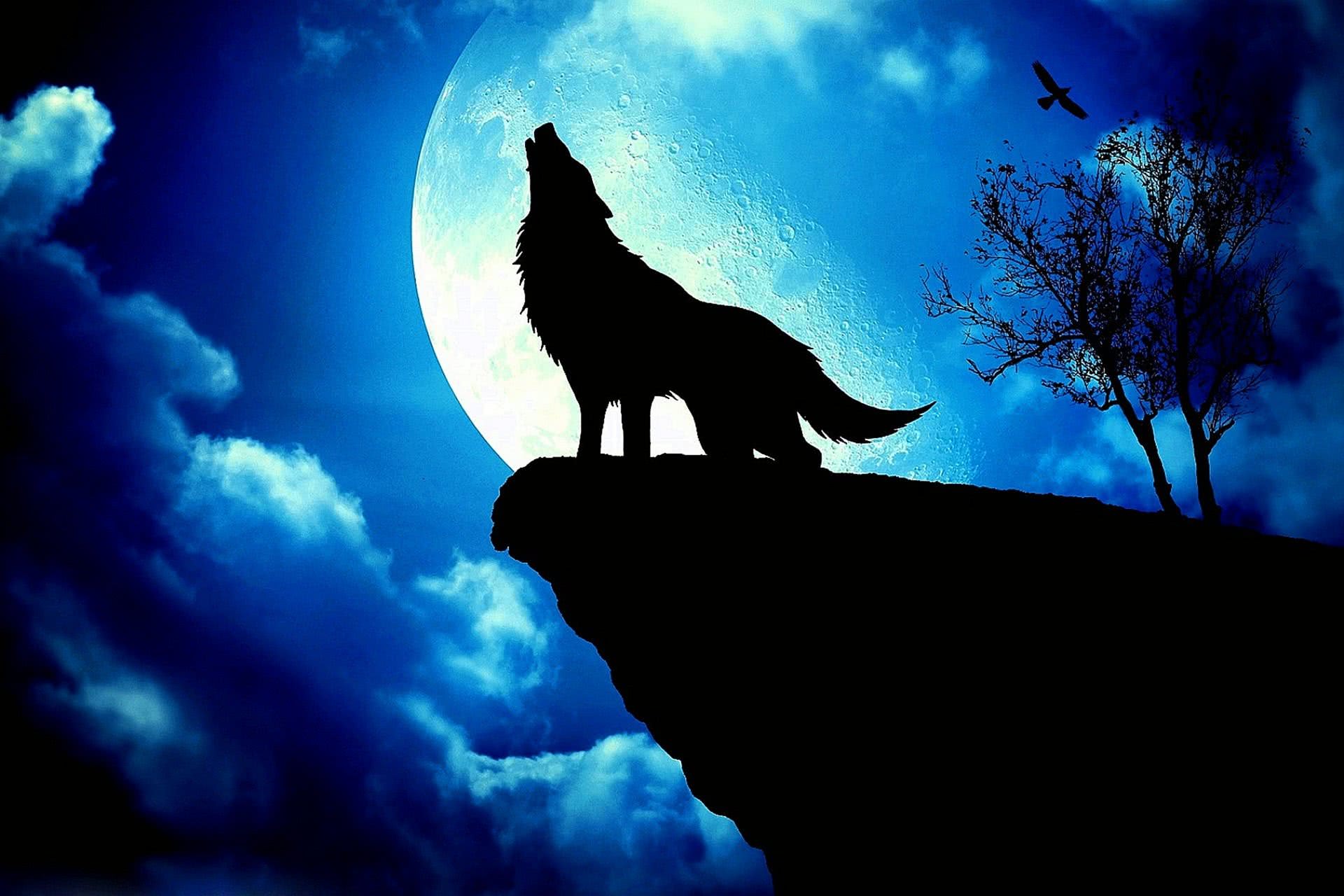 Cool Blue Wolf Wallpaper Image 67