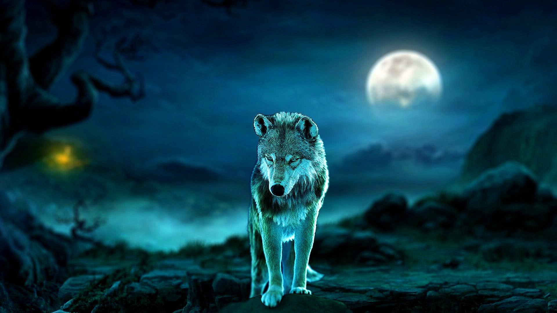 Cool Blue Wolf Wallpaper Image 70