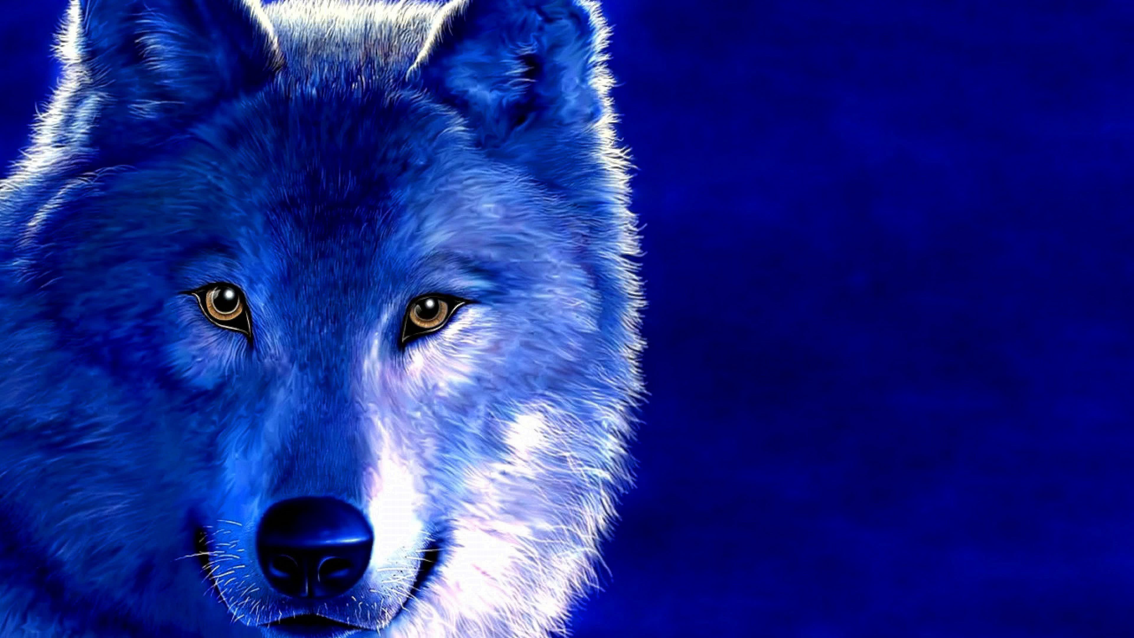 Cool Blue Wolf Wallpaper Image 28
