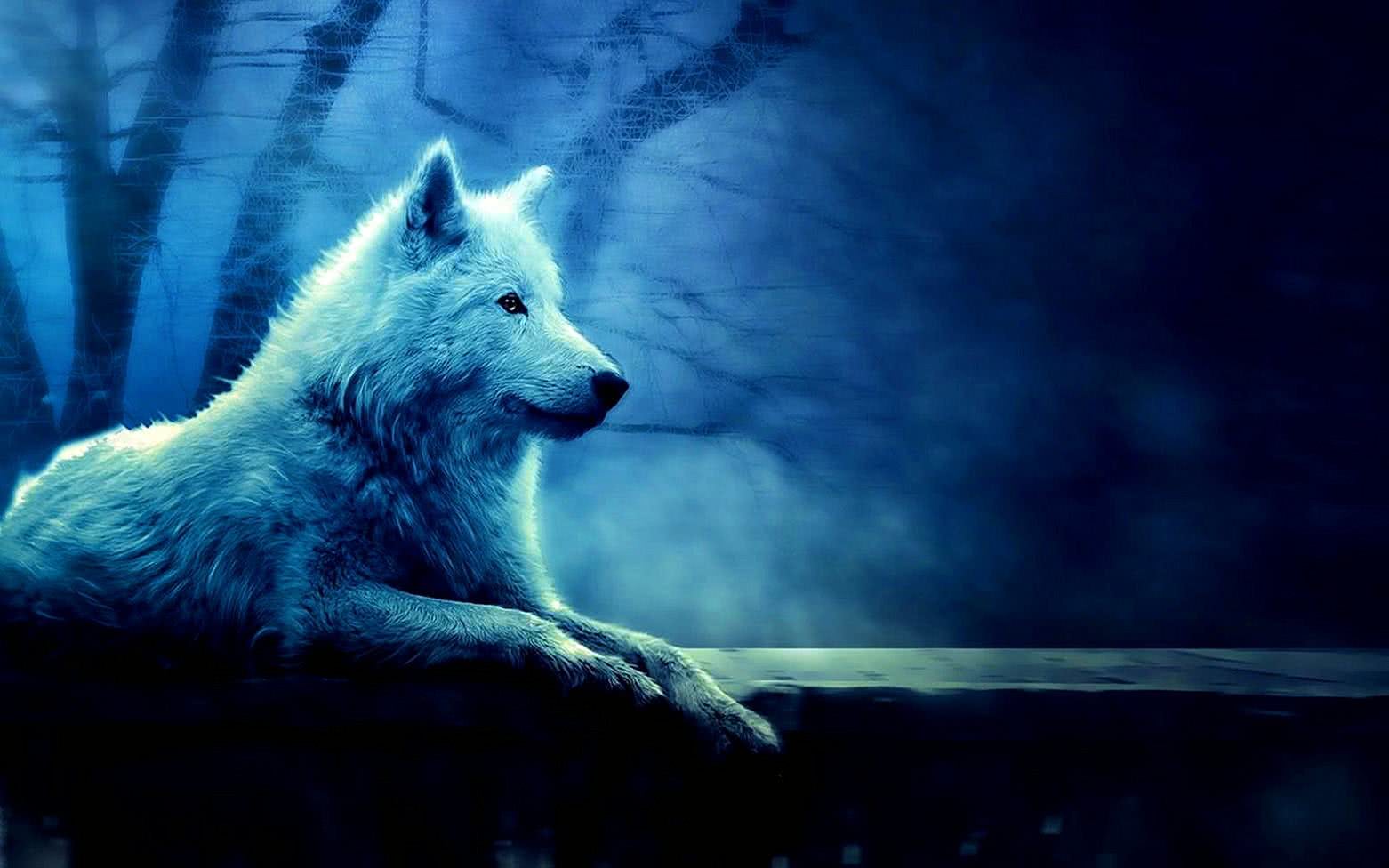 Cool Blue Wolf Wallpaper Image 7