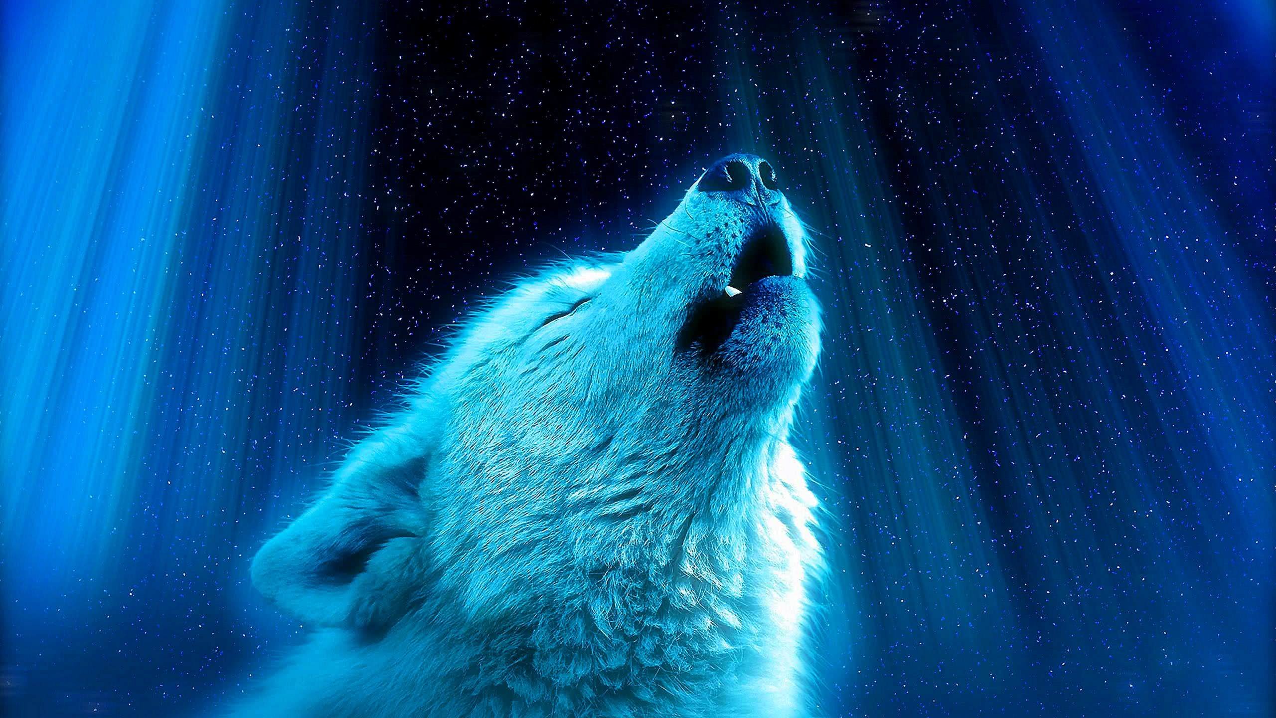Cool Blue Wolf Wallpaper Image 32