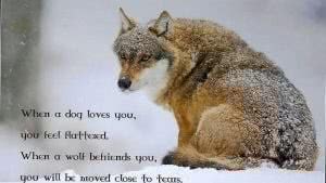 Wolf Sayings Wallpaper Image 1