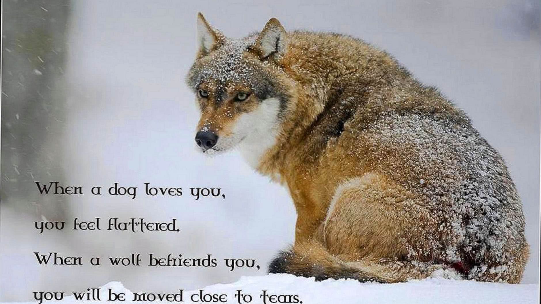 Wolf HD Wallpapers With Quotes