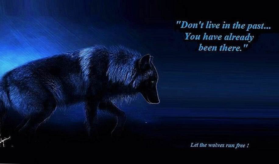Wolf Wallpapers HD With Quotes