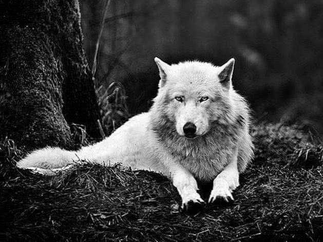 White Wolf Wallpapers PC