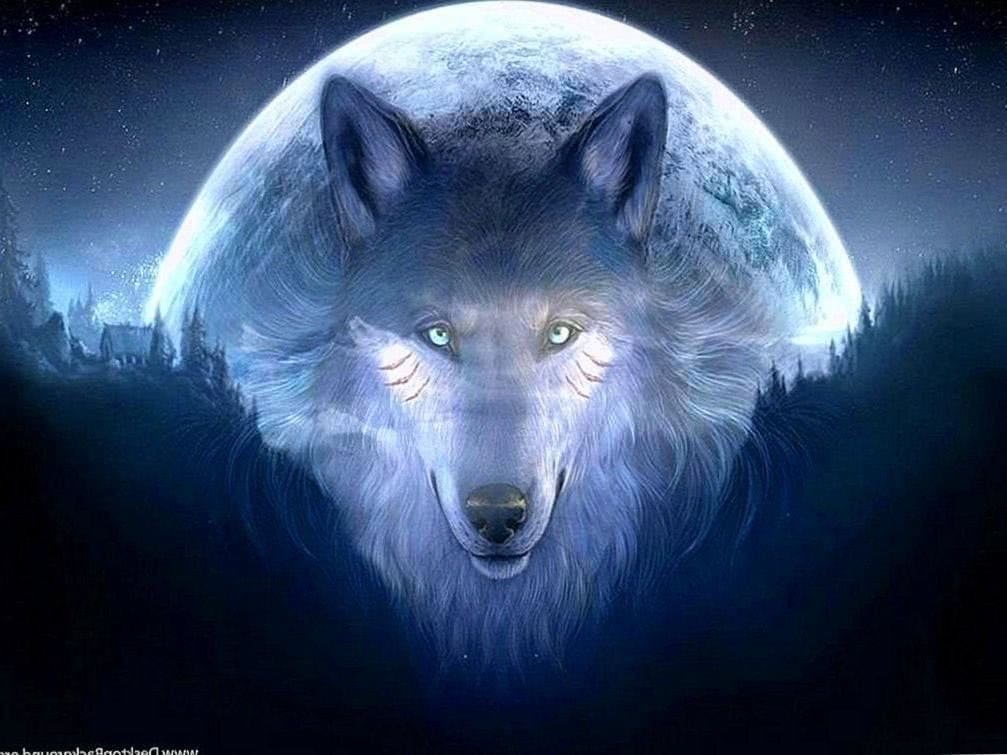 Wallpapers HD Cool Wolf