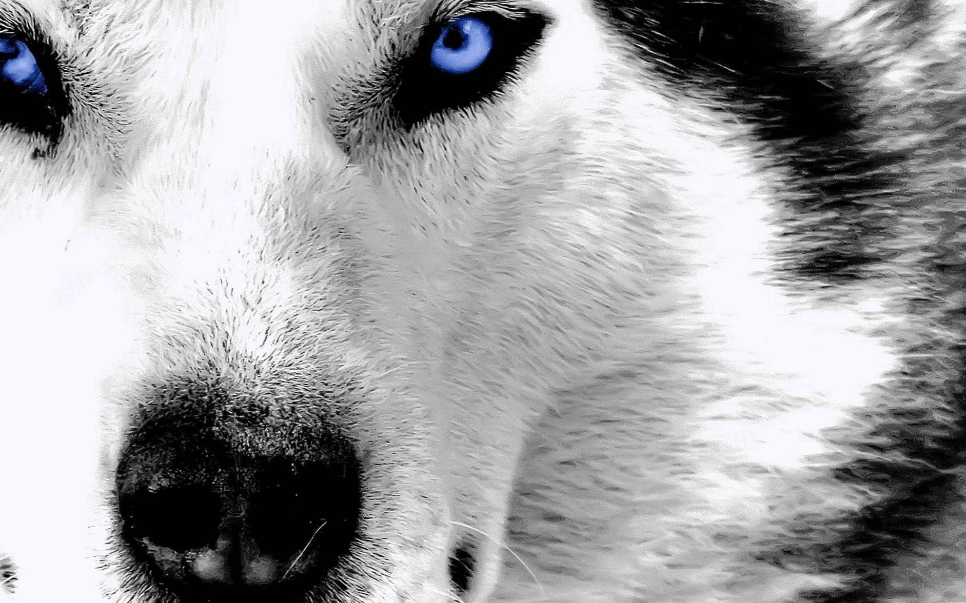 Cool Wallpapers Wolf