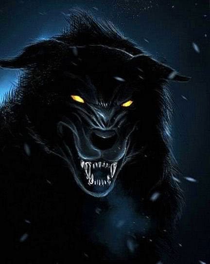wolf screen wallpaper background image 4
