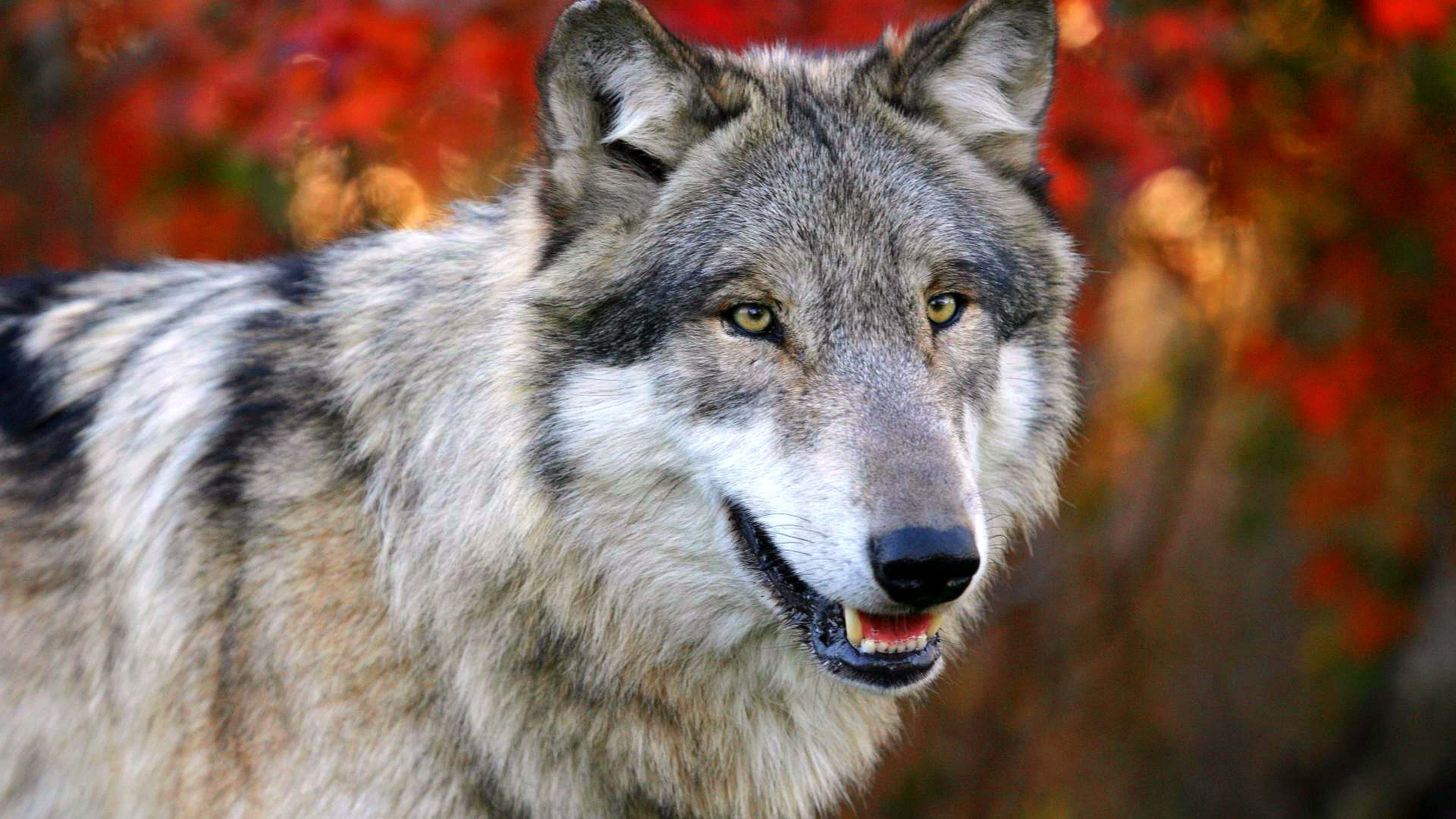 Cool Wolf Wallpapers 4K free download