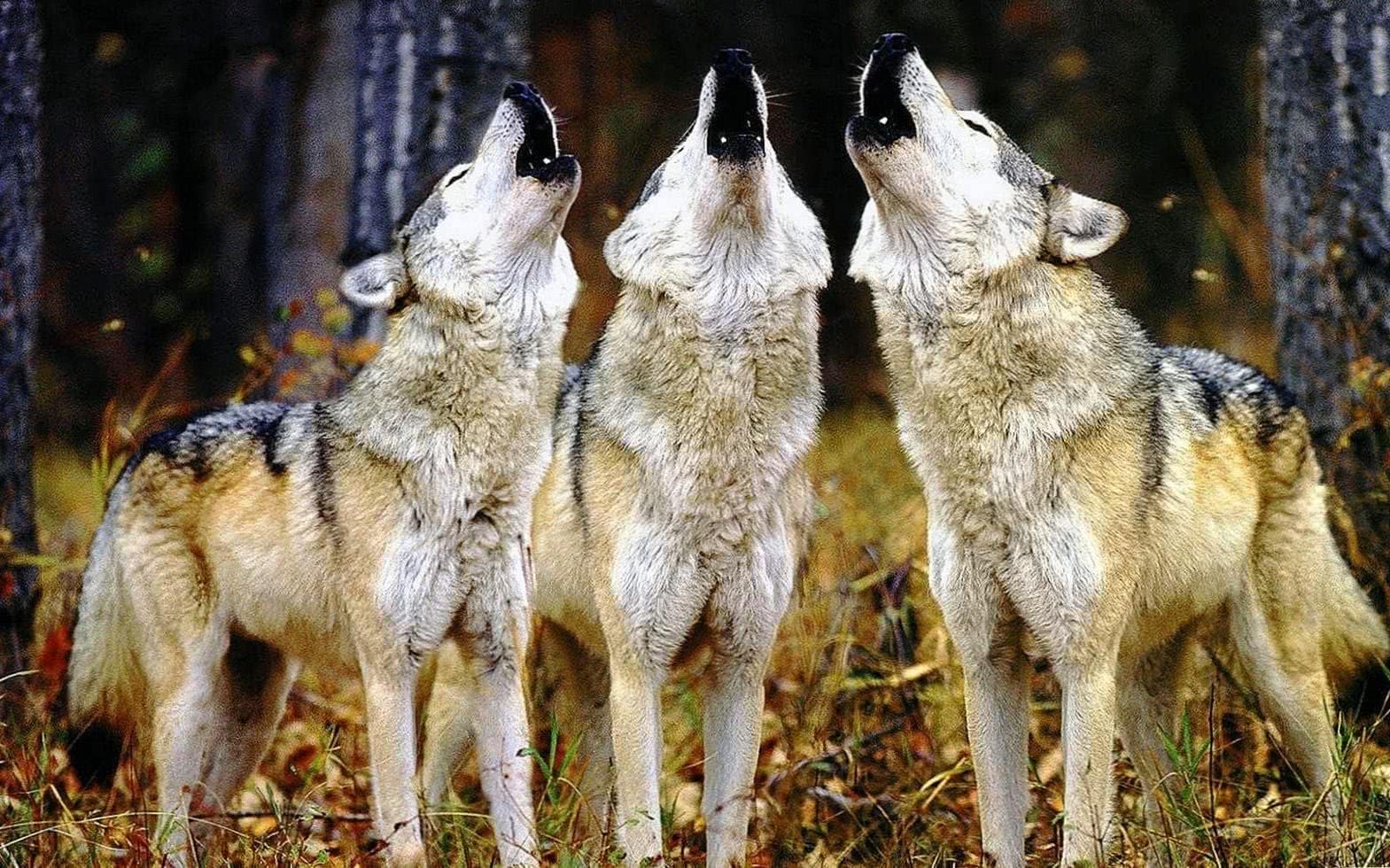 Wolves Howling Wallpaper HD Image 1