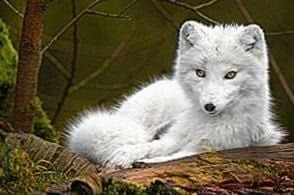 Cute White Wolf Wallpapers