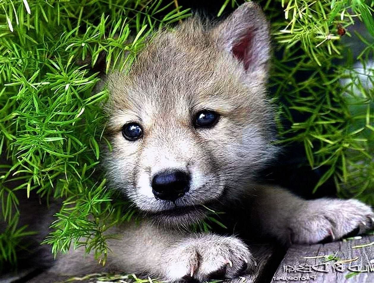 Baby Wolf Background Wallpapers