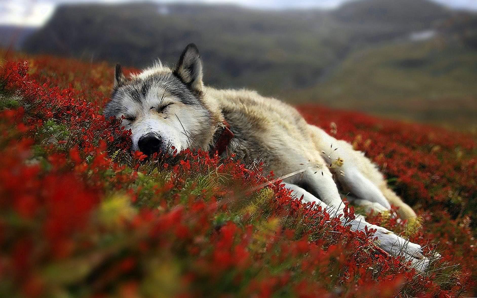 Wallpapers Of Cute Wolf