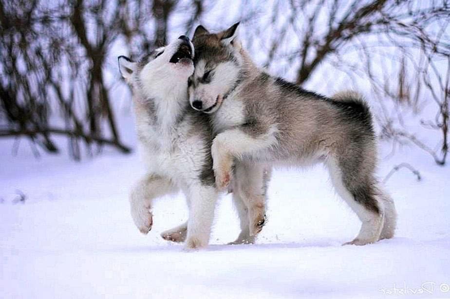 cute wallpaper wolf background image 3