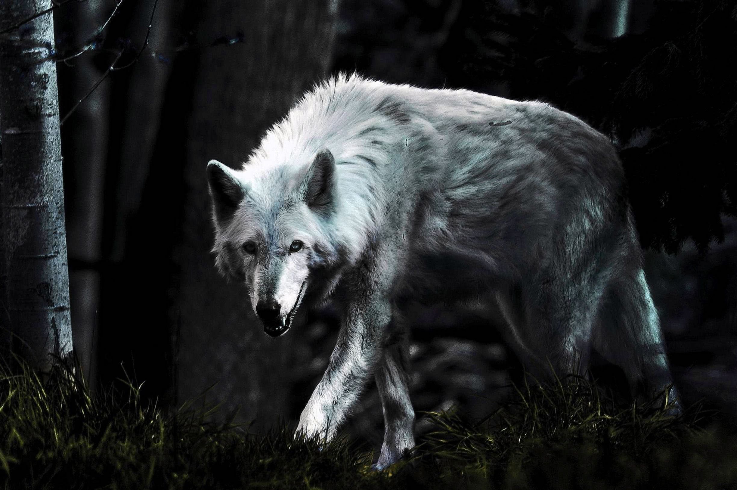 Dark Wolf HD Wallpaper Image 1