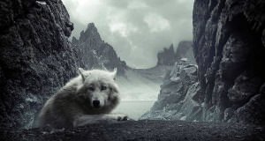 Mobile Wallpaper Dark Wolf Image 2