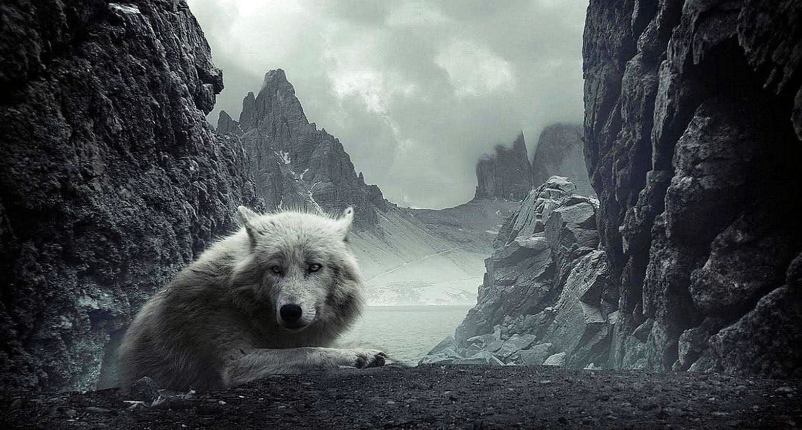 dark wolf mobile wallpaper background image 5