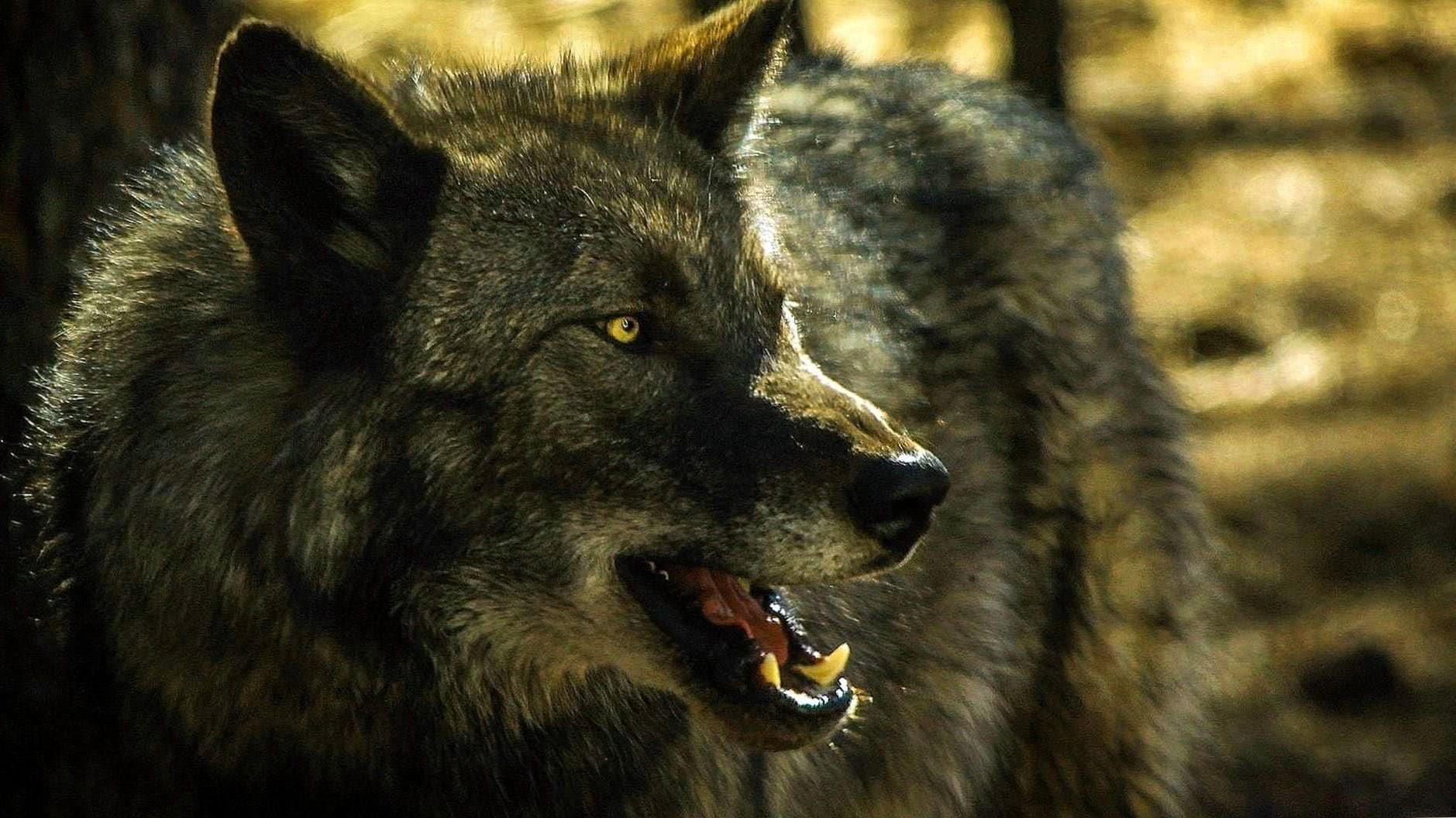 Grey Wolves HD Wallpapers