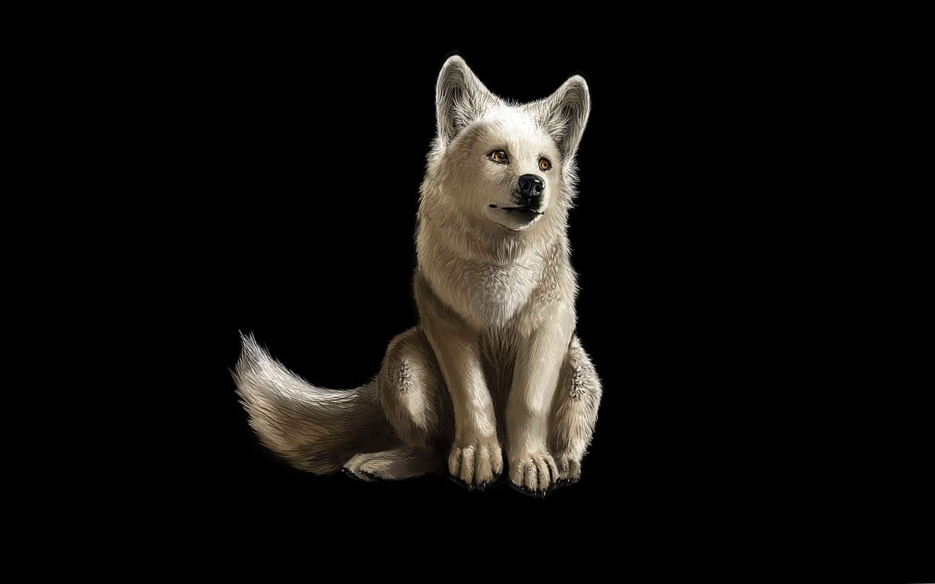 768×1280 Wolf Wallpapers