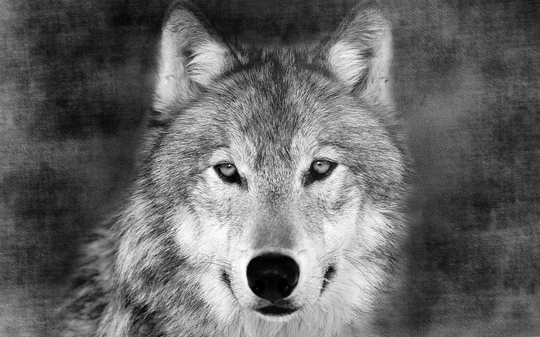Black Wolf Face Wallpapers HD