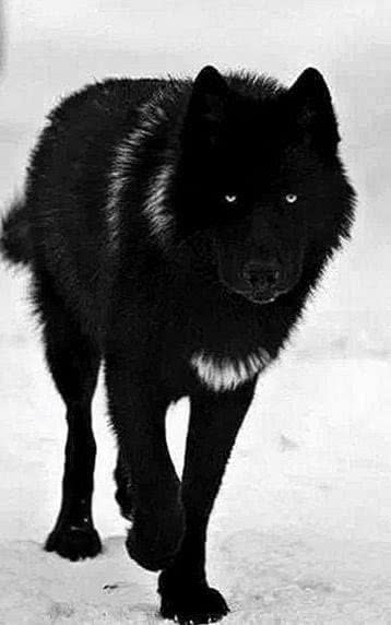 Black Alpha Wolf Wallpapers free download