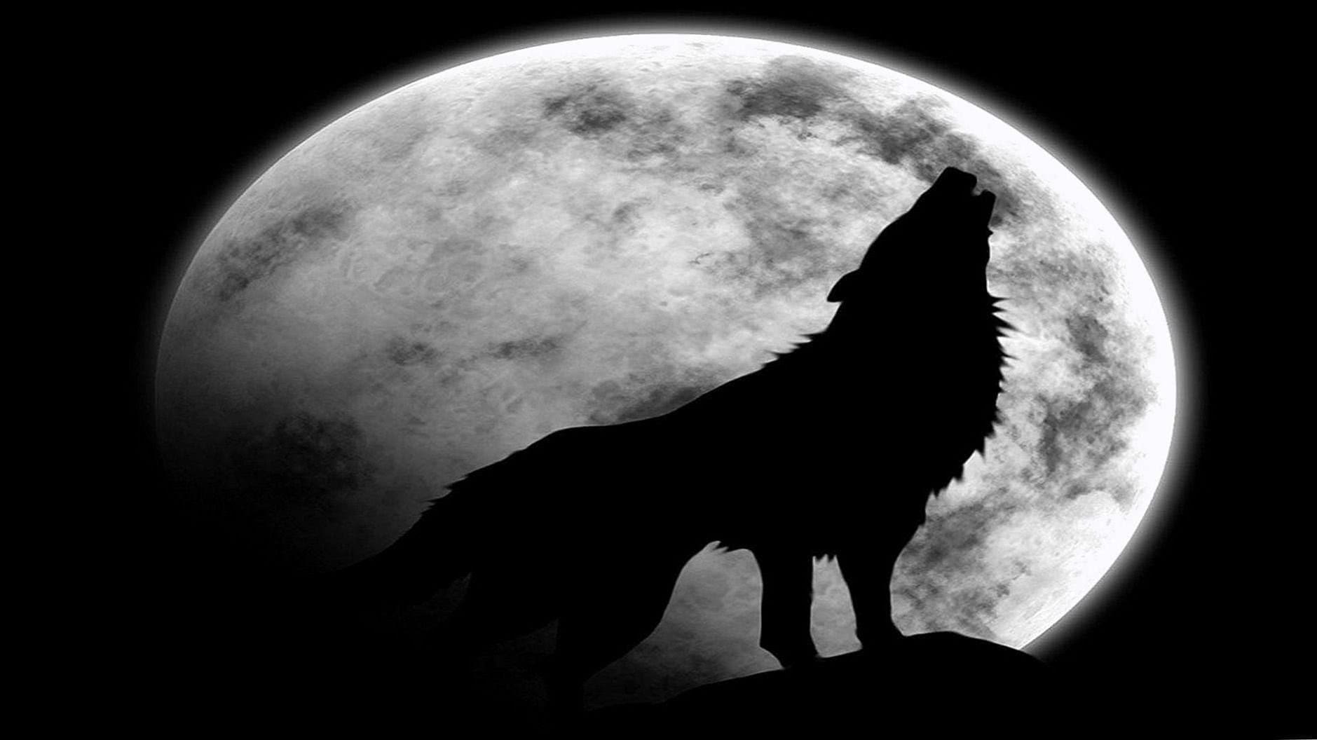 Wallpaper Wolf Mond Image 1