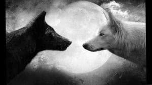 Black And White Wolves Together Wallpaper Image 1