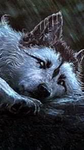 Wolf Wallpapers Samsung S6