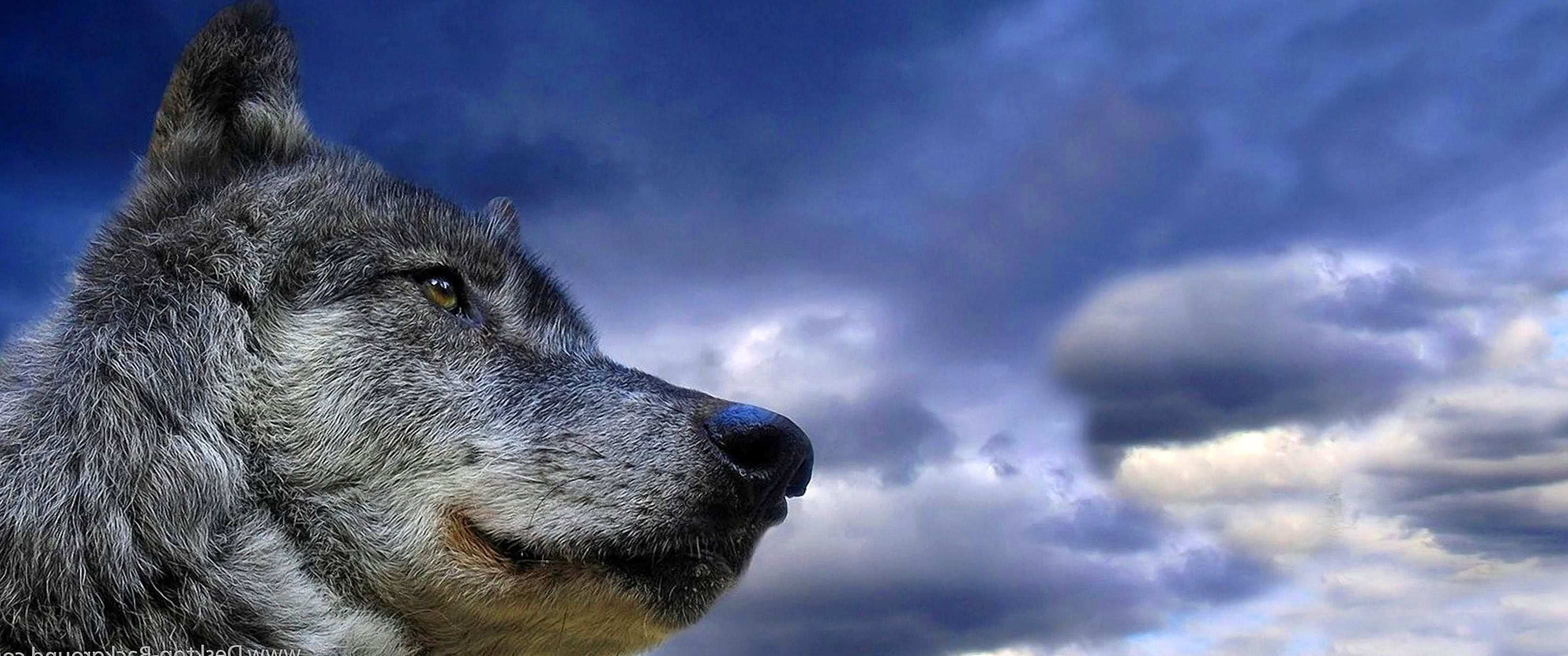 Wolf Wallpapers 3440×1440