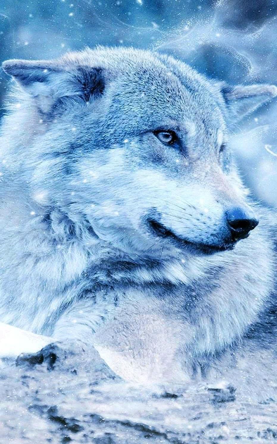 Wolf HD Wallpapers Mobile