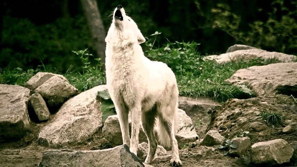 White Wolf Howling Wallpapers